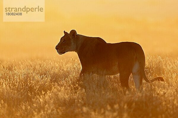 Afrikanischer Löwe (Panthera leo)  Löwin  Ethosha Nationalpark  nischer Löwe  Namibia  Afrika