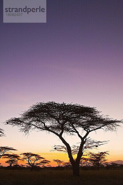 Schirmakazien (Acacia tortilis)  Buffalo Springs Wildschutzgebiet  Kenia  Afrika
