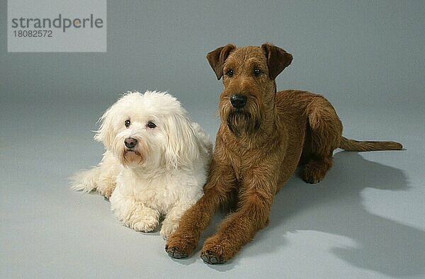 Mischlingshund und Irish Terrier