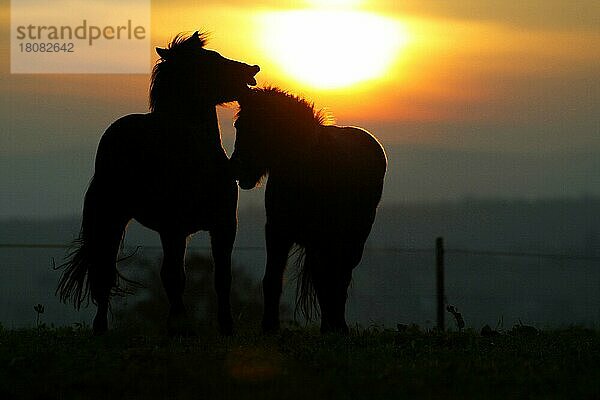 Islandic Horses at sunset  Islandponies bei Sonnenuntergang  Isländer