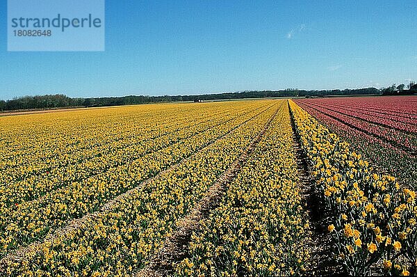 Narzissenfeld  Osterglockenfeld (Pflanzen) (Blumen) (Liliengewächse) (Liliaceae) (Zwiebelpflanzen) (Gartenpflanze) (Europa) (Himmel) (sky) (gelb) (Landschaften) (Frühling) (spring) (Agrarkultur) (agriculture) (Querformat) (horizontal)  Lisse  Niederlande  Europa