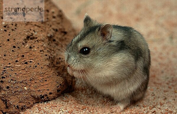 Zwerghamster (Phodopus sungorus)  Sibirischer Hamster  Russischer Hamster