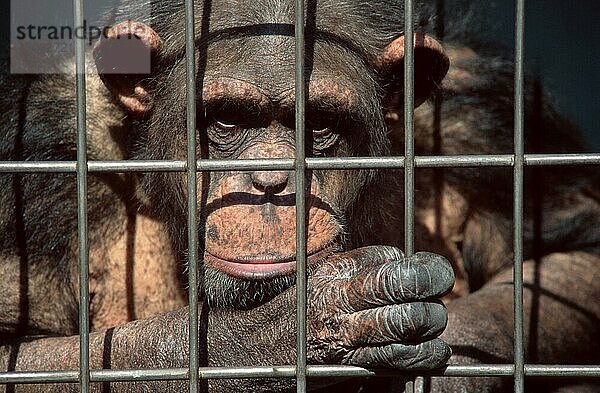 Chimpanzee in cage  Schimpanse (Pan troglodytes) in Käfig (animals) (Säugetiere) (mammals) (Menschenaffen) (Primaten) (primates) (apes) (frontal) (head-on) (von vorne) (schwarz) (black) (Kopf) (head) (Porträt) (portrait) (Zaun) (fence) (adult) (Querformat) (horizontal) (traurig) (sad)