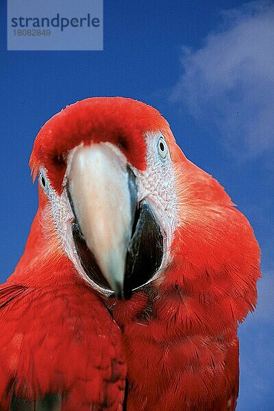 Scharlachara  Hellroter Ara (Ara macao)  Arakanga (Aras) (Aras) (Papageien) (parrots) (Vogel) (Vögel) (birds) (south america) (Tiere) (animals) (außen) (outdoor) (frontal) (head-on) (von vorne) (rot) (red) (Porträt) (portrait) (Kopf) (head) (aufmerksam) (alert) (adult) (alert)
