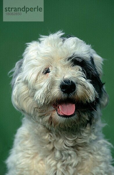 Mischlingshund  Mixed Breed Dog (animals) (Säugetiere) (mammals) (Haushund) (domestic dog) (Haustier) (Heimtier) (pet) (außen) (outdoor) (frontal) (head-on) (von vorne) (Kopf) (head) (Porträt) (portrait) (weiß) (white) (hecheln) (panting) (adult) (vertical)