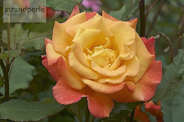 Hybrid Strauchrose (Rosa)  Blüte  Nahaufnahme  Virginia  Vereinigte Staaten