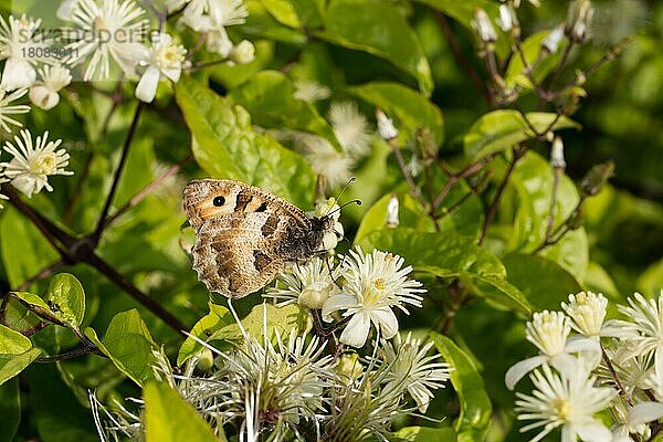 Berghexe (Chazara briseis)  Männchen