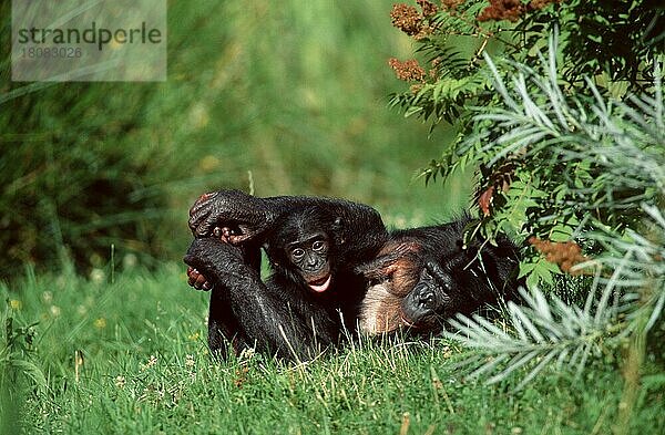 Bonobos  Weibchen mit Jungen  Zwergschimpanse (Pan paniscus)