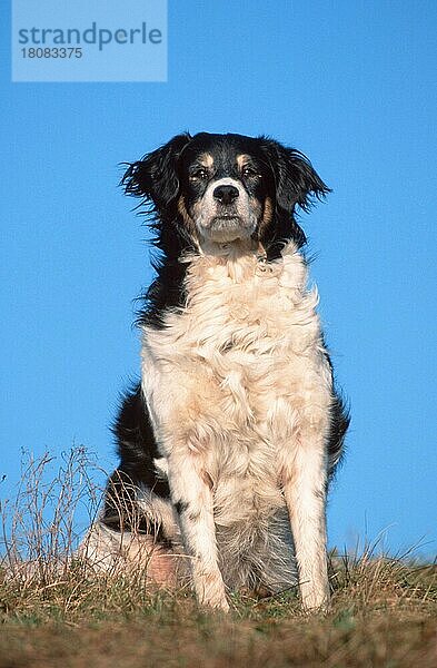 Mixed Breed Dog  Mischlingshund (animals) (Säugetiere) (mammals) (Haushund) (domestic dog) (Haustier) (Heimtier) (pet) (außen) (outdoor) (frontal) (head-on) (von vorne) (Wiese) (meadow) (schwarz-weiß) (black & white) (sitzen) (sitting) (adult) (vertical)