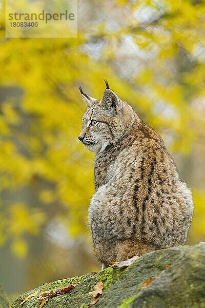 Europäischer Luchs (Lynx lynx)  im Herbst  captive