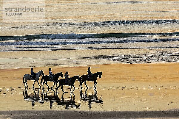 Reiter am Strand  Pferde  Sonnenuntergang  Silhouette  Chiclana de la Frontera  Costa de la Luz  Cadiz  Andalusien  Spanien  Europa