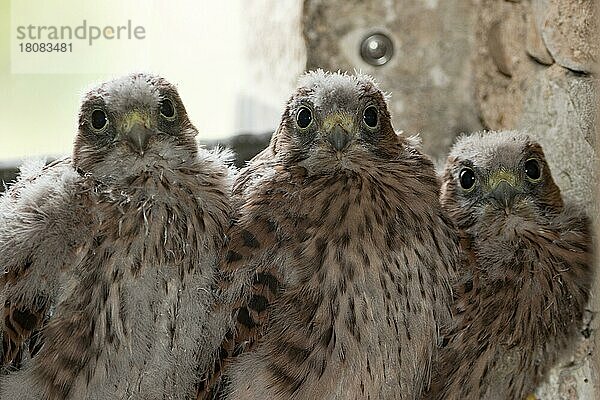 Turmfalke (Falco tinnunculus)  Jungtiere