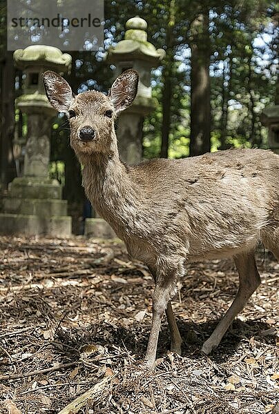 Sikahirsch und Steinlaternen  Weg zum Kasuga Taisha-Schrein  Nara  Japan  Asien