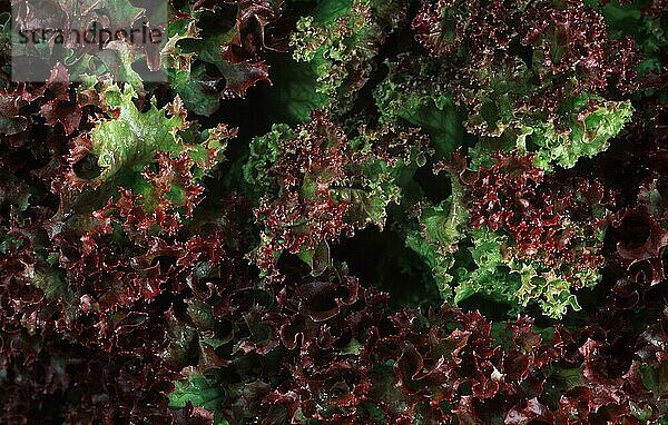 Salat  Lollo-Rosso-Salat (Pflanzen) (Gemüse) (Nutzpflanze) (Nahaufnahme) (Detail) (Nahaufnahme)