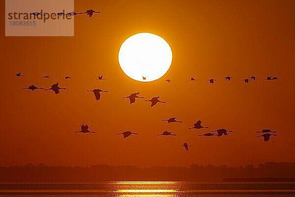 Kraniche (Grus grus)  Sonnenaufgang  wildlife  Nationalpark Vorpommersche Boddenlandschaft  Mecklenburg-Vorpommern  Deutschland  Europa