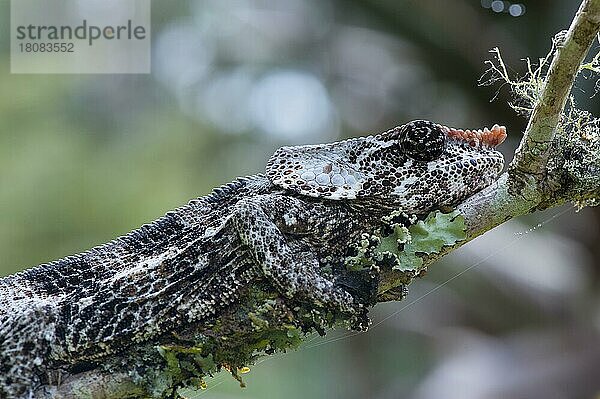 Elefantenohr-Chamäleon oder Kurzhorn-Chamäleon (Calumma brevicornis)  Madagaskar  Afrika