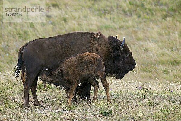 Amerikanischer Bison (Bison bison)  Amerikanische Büffelkuh säugt ihr Kalb im Sommer  Waterton Lakes National Park  Alberta  Kanada  Nordamerika