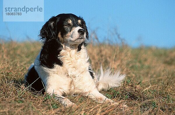 Mixed Breed Dog  Mischlingshund (animals) (Säugetiere) (mammals) (Haushund) (domestic dog) (Haustier) (Heimtier) (pet) (außen) (outdoor) (Wiese) (meadow) (liegen) (lying) (adult) (Querformat) (horizontal) (schwarz-weiß) (black & white)