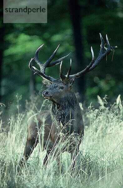 Rothirsch (Cervus elaphus)  männlich (Saeugetiere) (Säugetiere) (Hirsche) (Huftiere) (Paarhufer) (Klauentiere) (Europa) (außen) (draußen) (frontal) (von vorne) (Wiese) (stehen) (stehend) (adult) (vertikal)