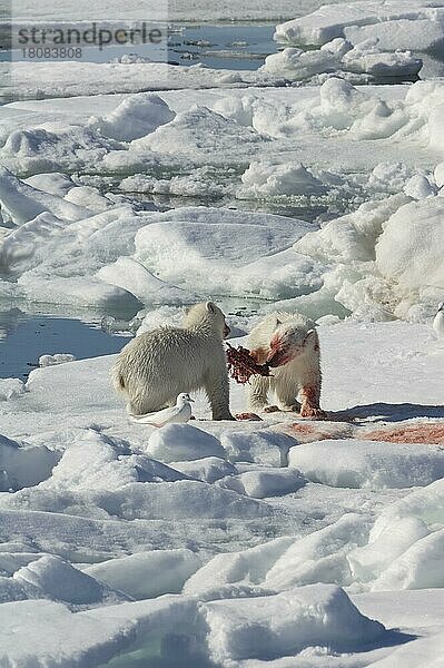 Eisbär  Weibchen und Jungtiere  fressen erbeutete Ringelrobbe (Phoca hispida)  Spitzbergen  Svalbard-Inselgruppe  Barentsee  Polarbär (Thalassarctos maritimus) Eisscholle  Norwegen  Europa