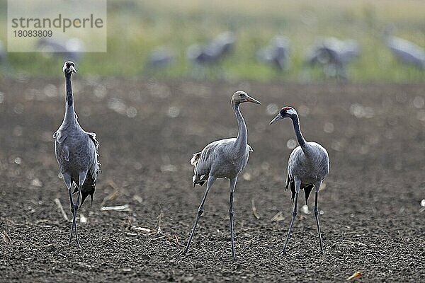 Kraniche (Grus grus)  wildlife  Nationalpark Vorpommersche Boddenlandschaft  Mecklenburg-Vorpommern  Deutschland  Europa