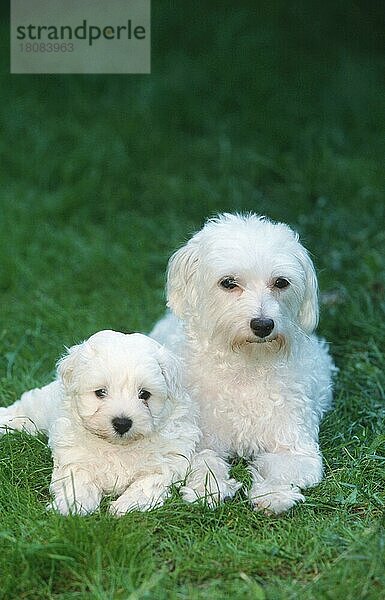 Maltese with puppy  6 weeks old  Malteser mit Welpe  6 Wochen alt (Saeugetiere) (mammals) (animals) (Haushund) (domestic dog) (Haustier) (Heimtier) (pet) (außen) (outdoor) (frontal) (head-on) (von vorne) (Wiese) (meadow) (weiß) (white) (liegen) (lying) (adult) (Jungtier) (young) (Mutter & Kind) (mother & baby) (zwei) (two)