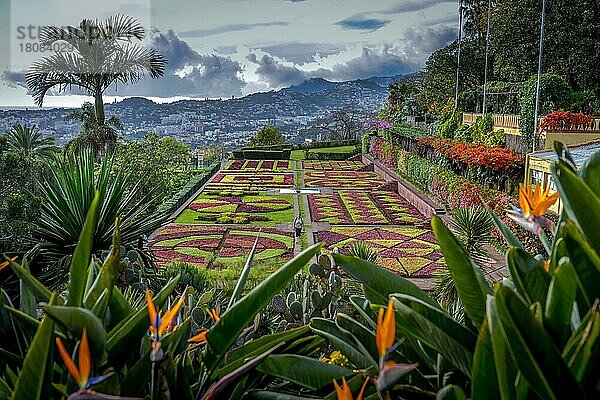 Blumen  Botanischer Garten  Funchal  Madeira  Portugal  Europa