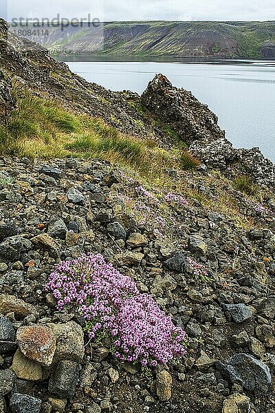 Arktischer Thymian (Thymus praecox)  auf Vulkanasche  Island  Europa