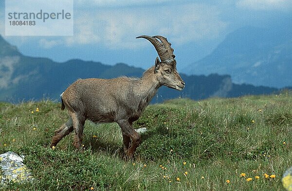 Alpensteinbock (Capra ibex)  Niederhorn () (alps) (Europa) (Gebirge) (Berge) (mountains) (Säugetiere) (mammals) (Huftiere) (Paarhufer) (cloven-hoofed animals) (Wildziegen) (wild goats) (außen) (outdoor) (seitlich) (side) (Wiese) (meadow) (adult) (Querformat) (horizontal) (Bewegung) (motion) (gehen) (walking)  männlich  Schweiz  Europa