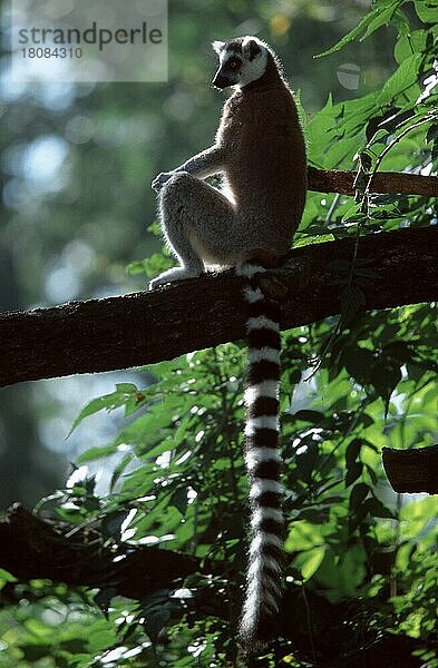 Ringelschwanzlemur (Lemur catta)