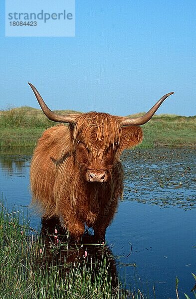 Schottisches Hochlandrind  steht in Teich (Säugetiere) (Säugetiere) (Haustier) (Nutztier) (Huftiere) (Paarhufer) (Klauentiere) (Rinder) (Europa) (außen) (draußen) (frontal) (von vorne) (erwachsen) (vertikal) (stehen) (stehend)