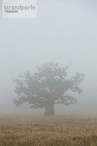 Dicke solitäre Stieleiche  Stiel-Eiche (Quercus robur)  Französische Eiche im Feld im Nebel