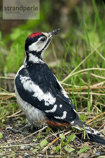 Buntspecht  Greater Spotted Woodpecker (Dendrocopos major) Jungtier am Boden auf der Suche nach Ameiseneiern zum Fressen