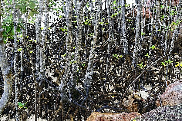 Mangroven (Avicennia marina) bei Ebbe  Insel Curieuse  Seychellen  Afrika