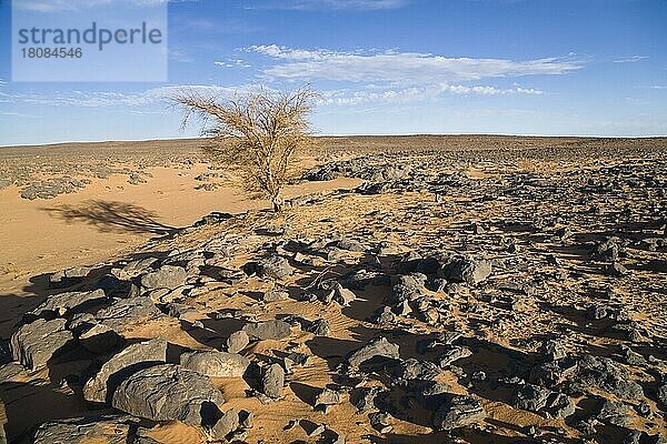 Akazie  Schwarze Wüste  Steinwüste  Libyen  Afrika