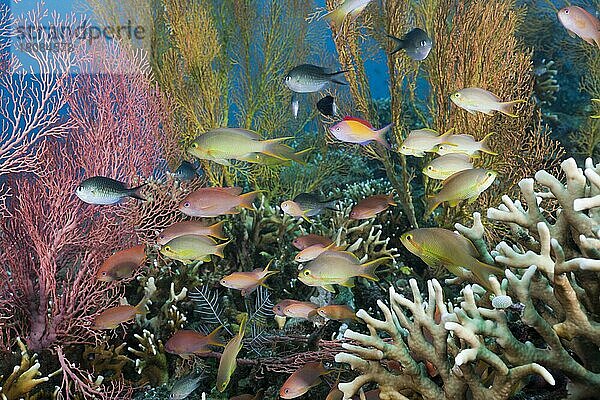 Fahnenbarsche in Korallenriff  Amed  Bali  Grüner Fahnenbarsch (Pseudanthias huchtii)  Juwelenfahnenbarsch (Pseudanthias squamipinnis)  Haremsfahnenbarsch  Indonesien  Asien
