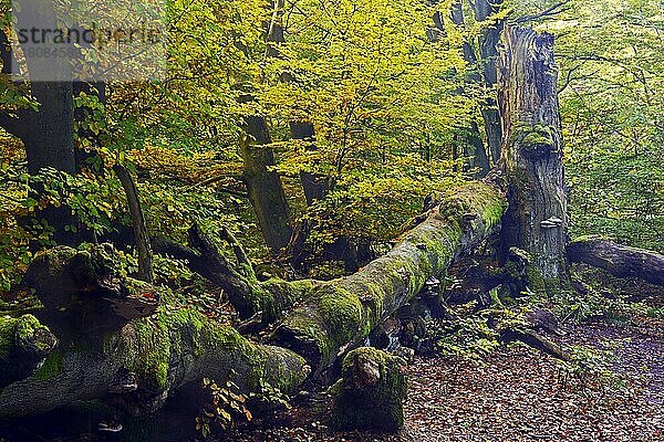 Alte Buche (Fagus)  ca. 400 Jahre alt  Naturschutzgebiet Urwald Sababurg  Hessen  Deutschland  Europa