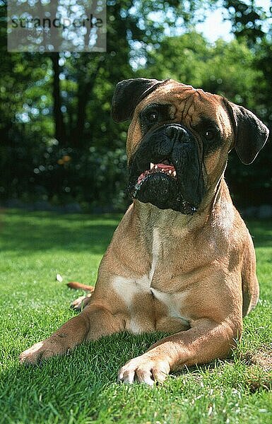 Bullmastiff (Saeugetiere) (mammals) (Haushund) (domestic dog) (Haustier) (Heimtier) (pet) (außen) (outdoor) (frontal) (head-on) (von vorne) (Wiese) (meadow) (liegen) (lying) (adult)