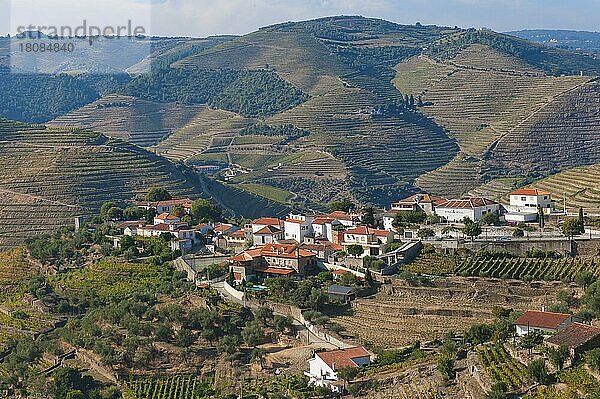 Alto Douro Weinregion  Porto-Weinberge  Alto Douro  Tras-os-Montes  Portugal  Portwein-Weinberge  Europa