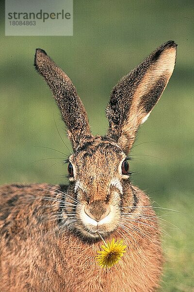 Feldhase (Lepus europaeus) mit Löwenzahnblüte (Europa) (animals) (Humor) (humour) (außen) (outdoor) (Porträt) (portrait) (frontal) (von vorne) (adult) (Säugetiere) (mammal animals) (Nagetiere) (rodents) (Blumen) (flowers) Hase  Hasen portfolio_tiere_im_fruehling