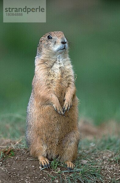 Black-tailed Prairie Dog  Schwarzschwanz-Präriehund (Cynomys ludovicianus) (Präriehund) (animals) (Säugetiere) (mammals) (Nagetiere) (rodents) (Amerika) (america) (außen) (outdoor) (frontal) (head-on) (von vorne) (aufmerksam) (alert) (aufrecht stehen) (standing erect) (adult) (freistellbar) (vertical)