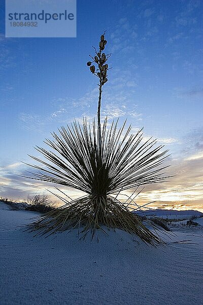 Seifenbaumyucca in Wüste  White Sands National Monument  Neumexiko (Yucca elata)  USA  Nordamerika