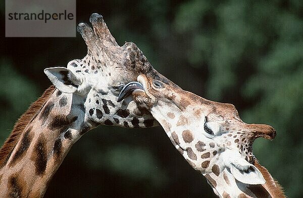 Giraffen (Giraffa camelopardalis)  Paar  belecken sich (Saeugetiere) (Säugetiere) (Huftiere) (Paarhufer) (Klauentiere) (außen) (draußen) (Kopf) (Porträt) (Portrait) (seitlich) (Seite) (erwachsen) (Querformat) (horizontal) (zwei) (lecken) (zärtlich) (Zuneigung) (Zuwendung)