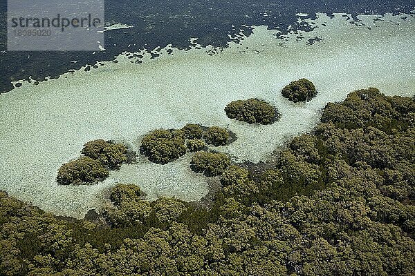 Mangroven auf Stradbroke Island  Moreton Bay  Brisbane  Australien  Ozeanien