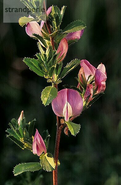 Dornige Hauhechel  Eindorn  Schmetterlingsblütler  Spiny restharrow (Ononis repens subsp. spinosa) (Ononis spinos) in flower