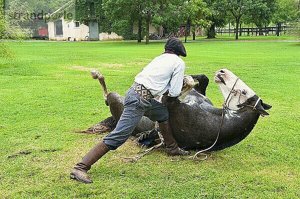 Gaucho zeigt Geschicklichkeit mit Pferd  San Antonio de Areco  Buenos Aires Provinz  Argentinien  Südamerika