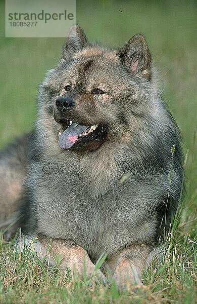Eurasier (Saeugetiere) (mammals) (animals) (Haushund) (domestic dog) (Haustier) (Heimtier) (pet) (außen) (outdoor) (Wiese) (meadow) (hecheln) (panting) (liegen) (lying) (adult)