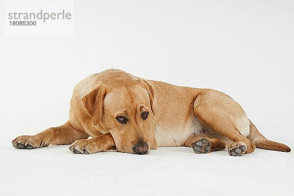 Labrador Retriever  gelb  Hündin  erwachsen