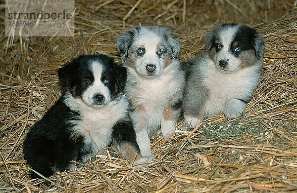 Australian Shepherds  puppies  7 weeks old  Welpen  7 Wochen alt (Saeugetiere) (mammals) (animals) (Haushund) (domestic dog) (Haustier) (Heimtier) (pet) (puppy) (Jungtier) (young) (frontal) (head-on) (von vorne) (Querformat) (horizontal) (Stroh) (straw) (sitzen) (sitting) (Gruppe) (group) (drei) (three) (Geschwister) (siblings)
