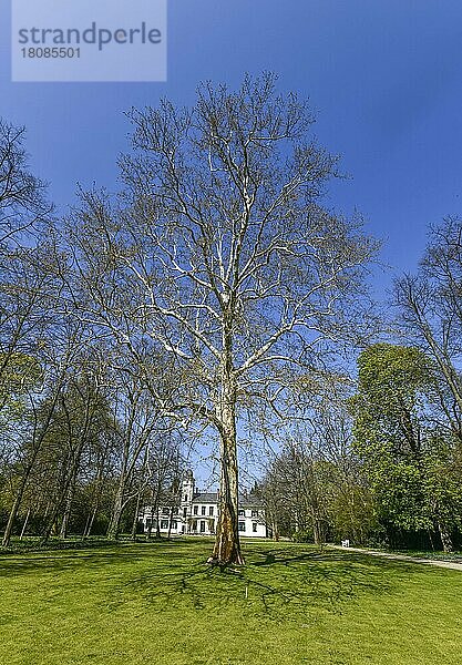 Ahornblättrige Platane (Platanus acerifolia) Garten  Britzer Schloss  Alt-Britz  Neukölln  Berlin  Deutschland  Europa